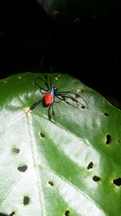 Leucauge sarawakensis