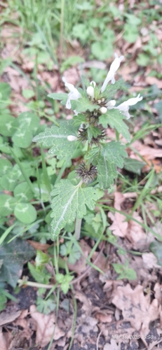 Image of Lamium bifidum by no rights reserved