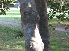 Ilex × altaclerensis