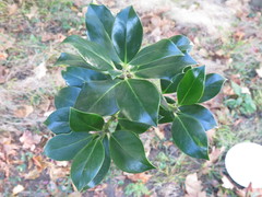 Ilex × altaclerensis