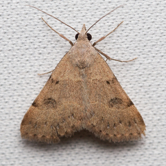 Hemeroplanis historialis