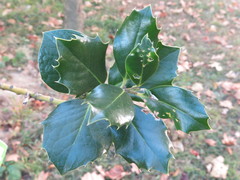 Ilex × altaclerensis