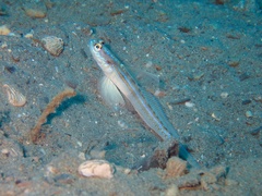 Majestic Shrimpgoby photo 5