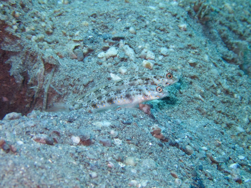 Dawn's Shrimpgoby