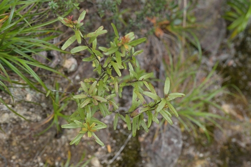 Image of Leionema nudum by (c) Christopher Stephens, some rights reserved (CC BY-SA)