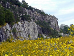 Helianthus porteri