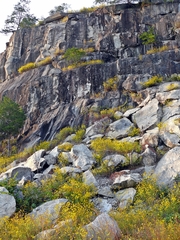 Helianthus porteri