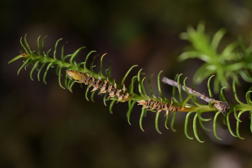 Image of Lateristachys lateralis by (c) Christopher Stephens, some rights reserved (CC BY-SA)