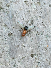 Mycetaulus bipunctatus