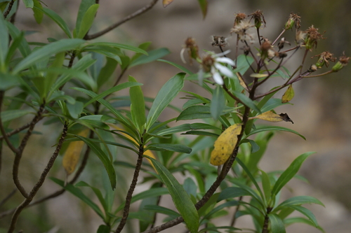 Image of Brachyglottis kirkii by (c) Christopher Stephens, some rights reserved (CC BY-SA)