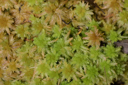 Image of Sphagnum cristatum by (c) Christopher Stephens, some rights reserved (CC BY-SA)