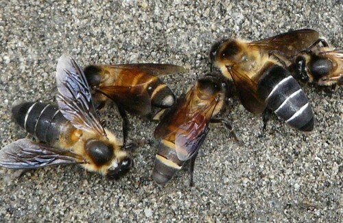 Himalayan Giant Honey Bee