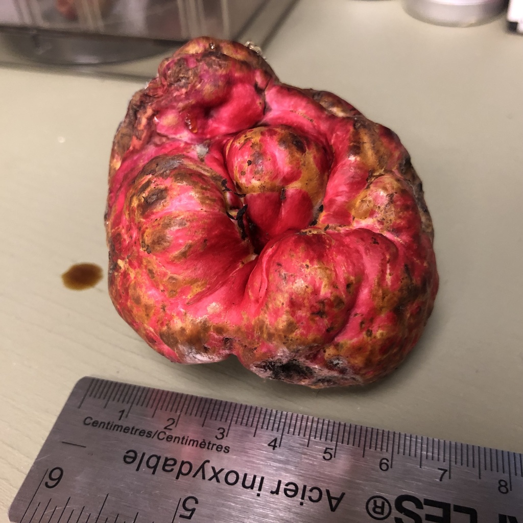 roseroot gall wasp