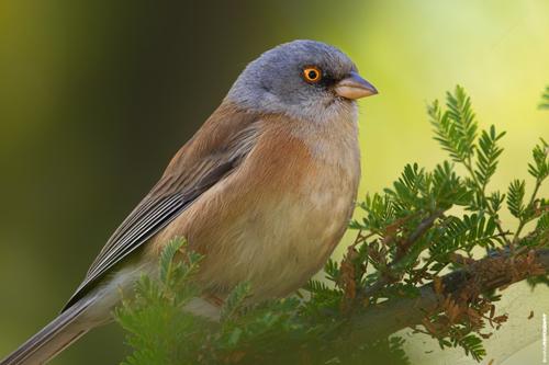 Baird's Junco (Junco bairdi), photo 8