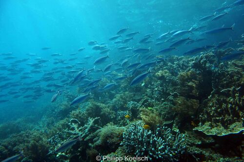 One-stripe fusilier — seen at this dive site