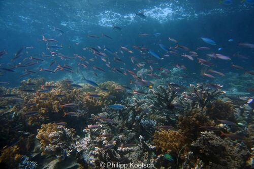 Ruddy Fusilier — seen at this dive site