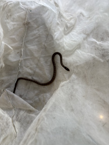 Eastern Brown Snake sighting