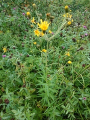 Hieracium umbellatum