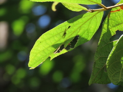 Necyla formosana