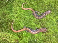 Pseudoeurycea leprosa