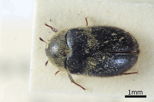 Tobacco Seed Beetle