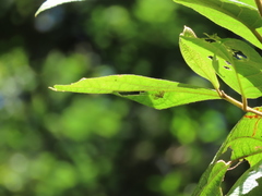 Necyla formosana