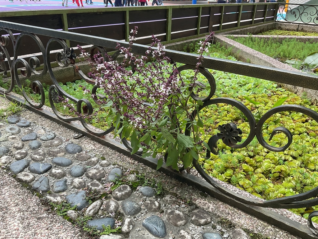 Basil plant with flower spike forming