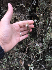 Epidendrum fimbriatum