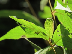 Necyla formosana