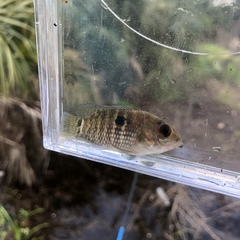 Cichlasoma bimaculatum