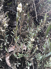 Epidendrum fimbriatum