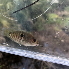 Cichlasoma bimaculatum