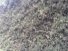 Epidendrum fimbriatum