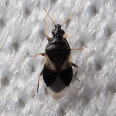 Orius tristicolor