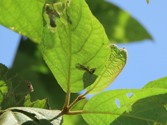 Necyla formosana