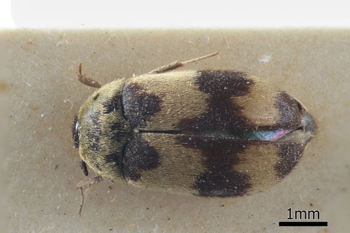 Attagenus tigrinus