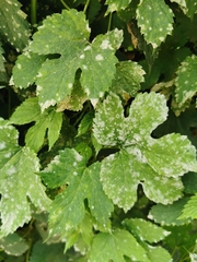 Podosphaera macularis