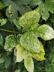 Podosphaera macularis