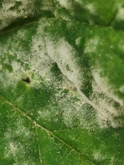 Podosphaera macularis