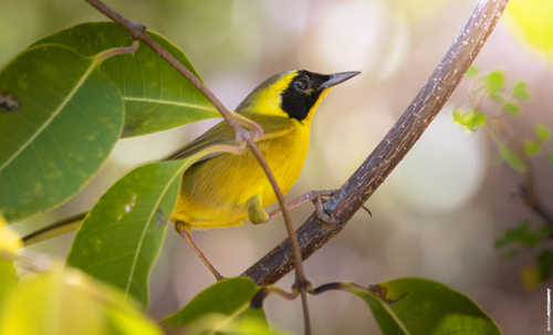 Belding's Yellowthroat (Geothlypis beldingi), photo 4
