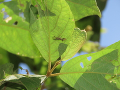 Necyla formosana