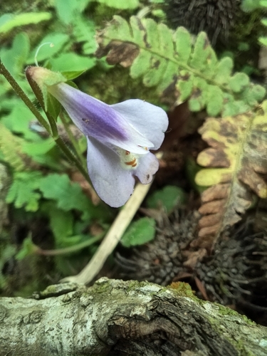 Image of Mazus fauriei by (c) 許慶棠Ray, some rights reserved (CC BY)
