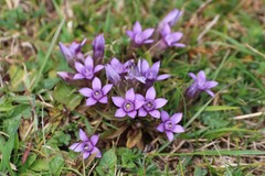 Gentianella anisodonta