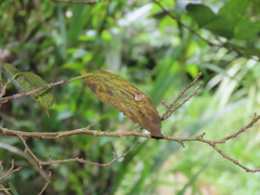 Paracymoriza cataclystalis
