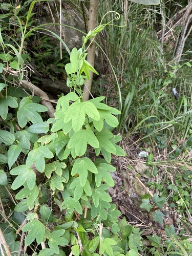 Passiflora subpeltata observed 2025-03-16