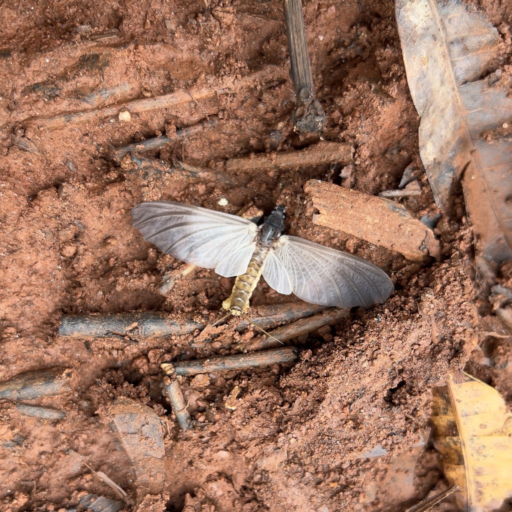 Proboscidoplocia