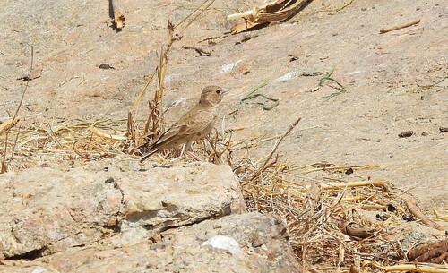 Ashy-crowned Sparrow-Lark