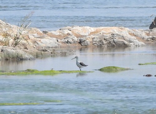Common Greenshank