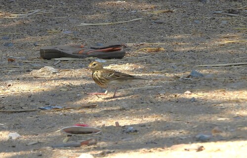 Tree Pipit