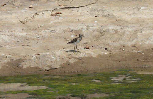 Wood Sandpiper